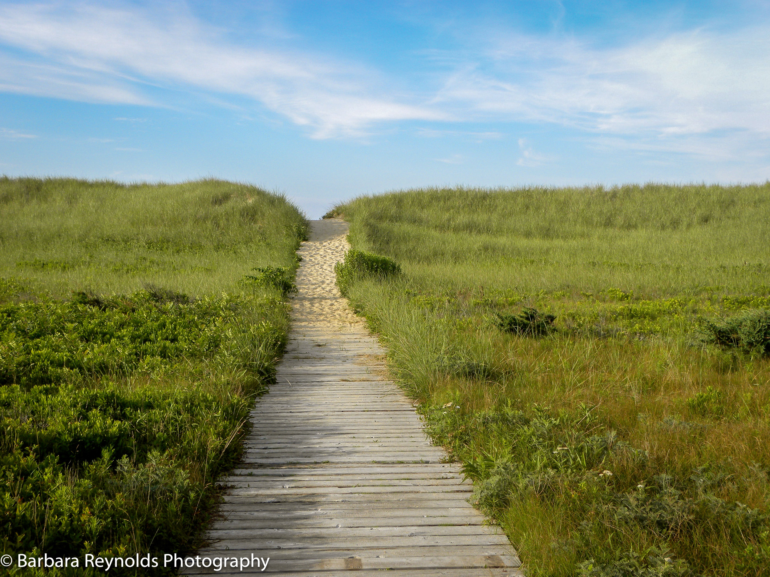 Barbara Reynolds Photography